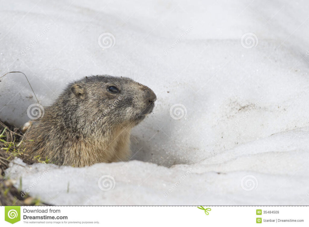 marmota